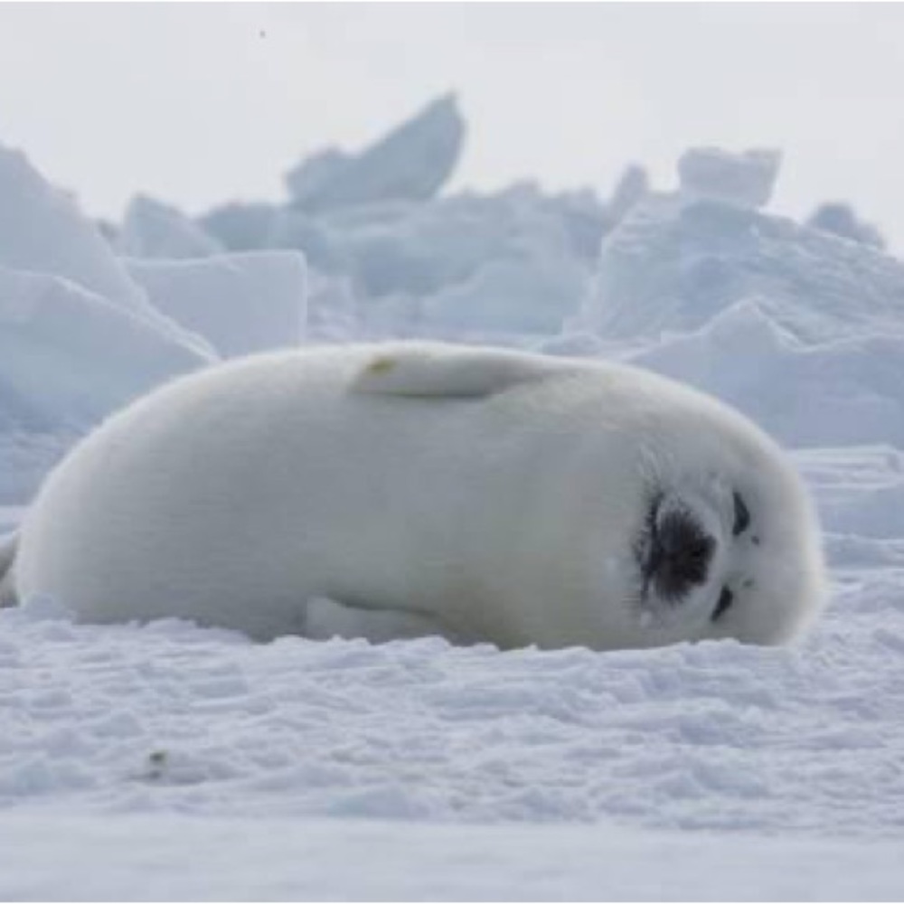 Meet your Posher, Sunny